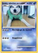 husky siberien