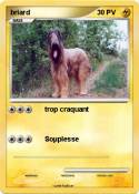 briard