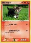 chat mignon