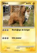 briard