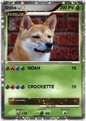 Shiba