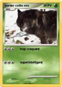 border collie