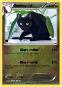 Bombay cat