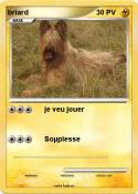 briard