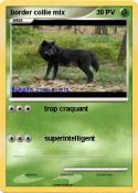 border collie