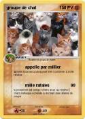 groupe de chat