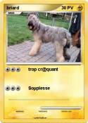 briard