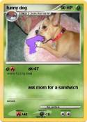 funny dog