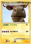 Cow Dude