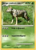 berger malinois