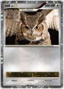 owl