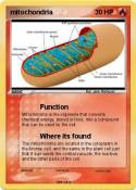 mitochondria