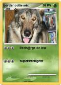 border collie