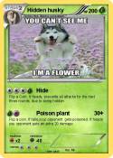 Hidden husky