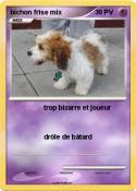 bichon frise