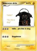 beauceron