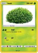 bush