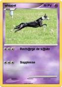 whippet