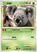 koala