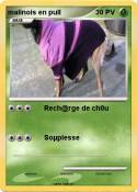 malinois en