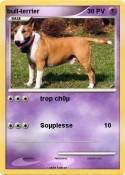 bull-terrier