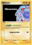 Ribosome