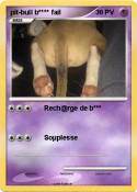 pit-bull b****