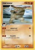 chat boxeur