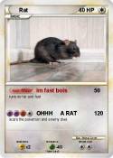 Rat