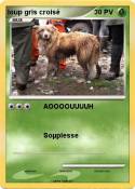 loup gris crois
