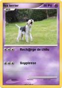 fox terrier