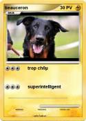 beauceron