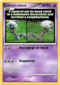 écuireul coincé