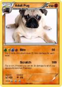 Adult Pug