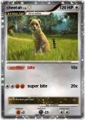 cheetah