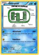 chloroplast