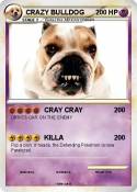 CRAZY BULLDOG