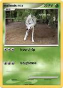 malinois mix