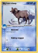 Big horn sheep