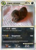 chaton minusse