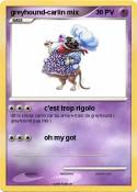 greyhound-carli