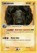 Labradoodle