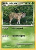 border collie