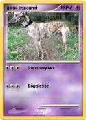 galgo espagnol