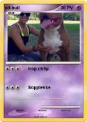 pit-bull