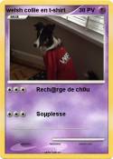 welsh collie