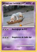 pit-bull sur