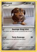 Dachshund