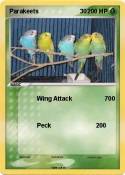 Parakeets 30