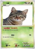 cat